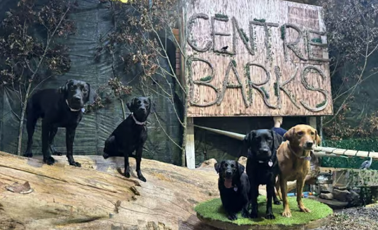 Revamped theme park for dogs opens in Doncaster - and the name is brilliant