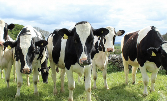 Fund to support dairy farmers opens for applications