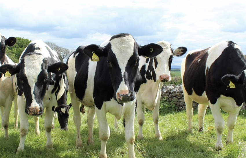 Dairy Farmers Doncaster