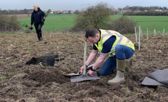 SYNETIQ Tree Planting