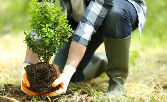Tree Planting