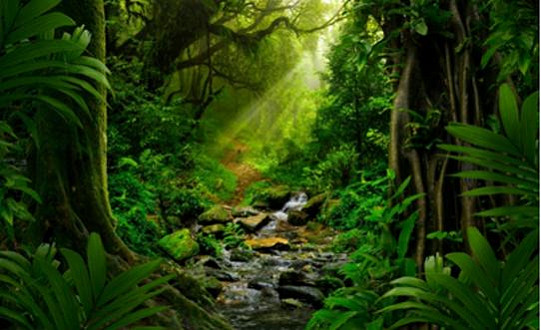 TreeWilder launched to help drive Net Zero, the new service enables public to offset CO2