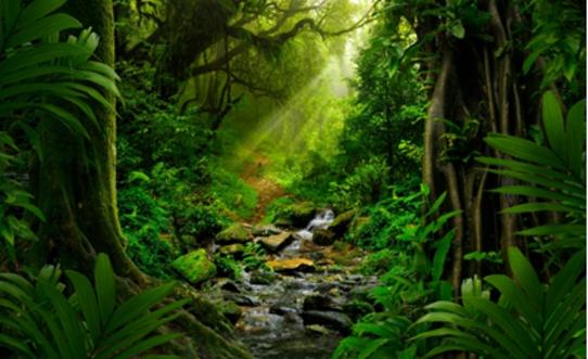 TreeWilder monthly subscription service