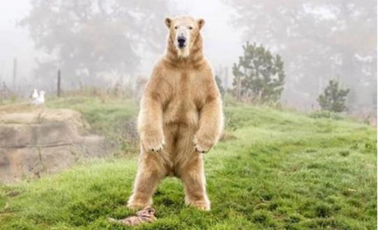 Yorkshire Wildlife Park